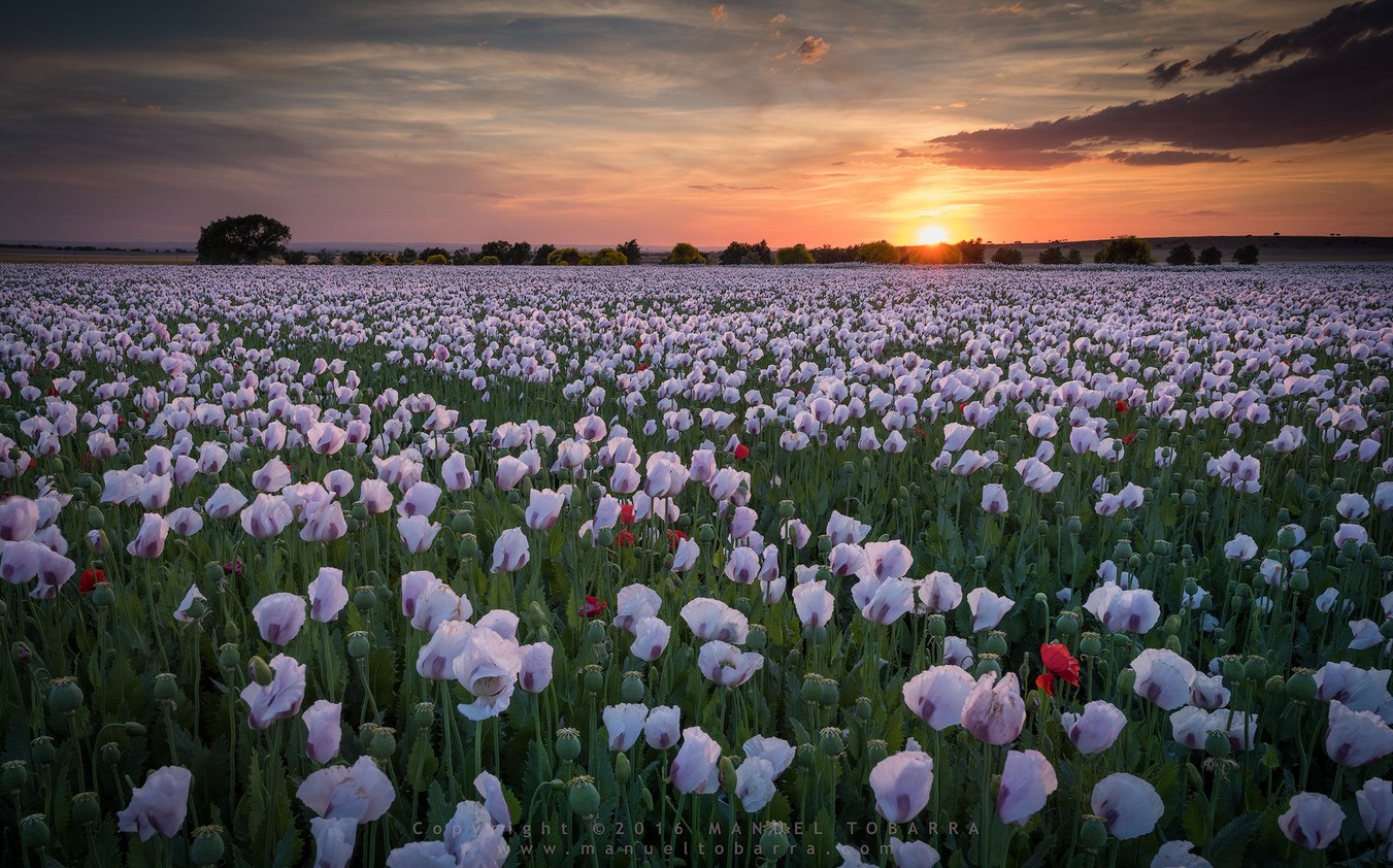 poppies-and-sunset-manuel-tobarra
