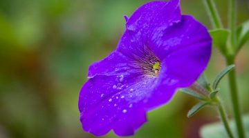 Ejemplo fotografía macro, con poca profundidad de campo