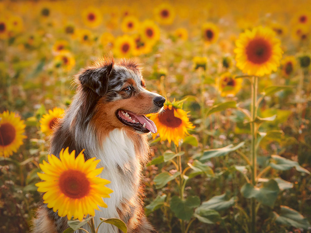 Fotografía mirada de perro